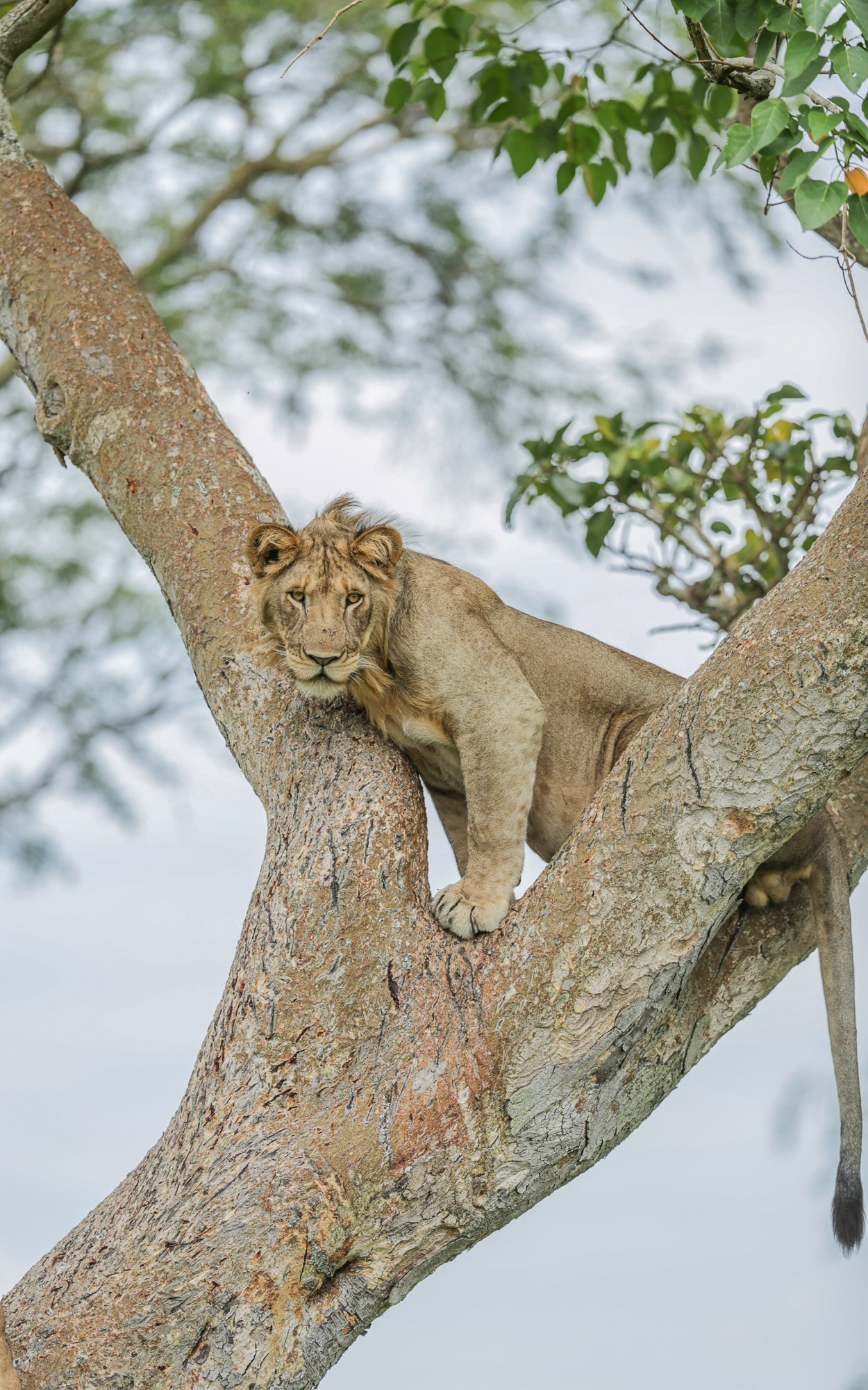 1-Kyambura_QENP Wildlige (Lion)