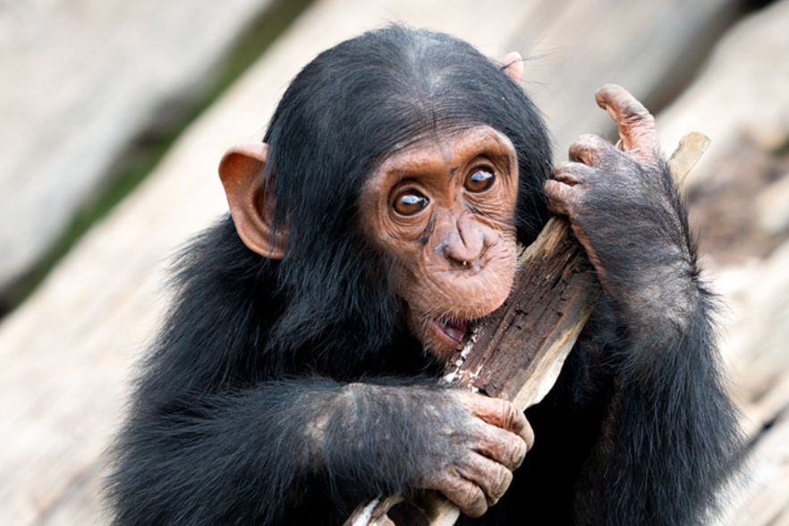 Chimpanzee baby at Ol Pejeta Sweetwaters Sanctuary