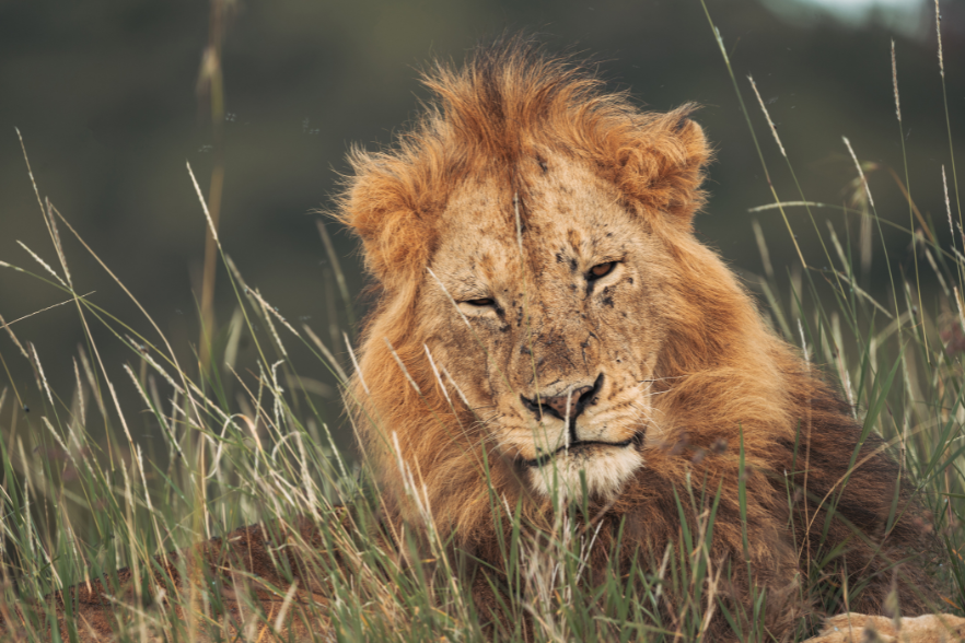 Lion at Borana Conservancy