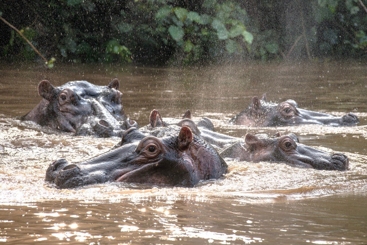 24-57-Queen Elizabeth National Park-Hippo-RF DSC_3422 copie Large