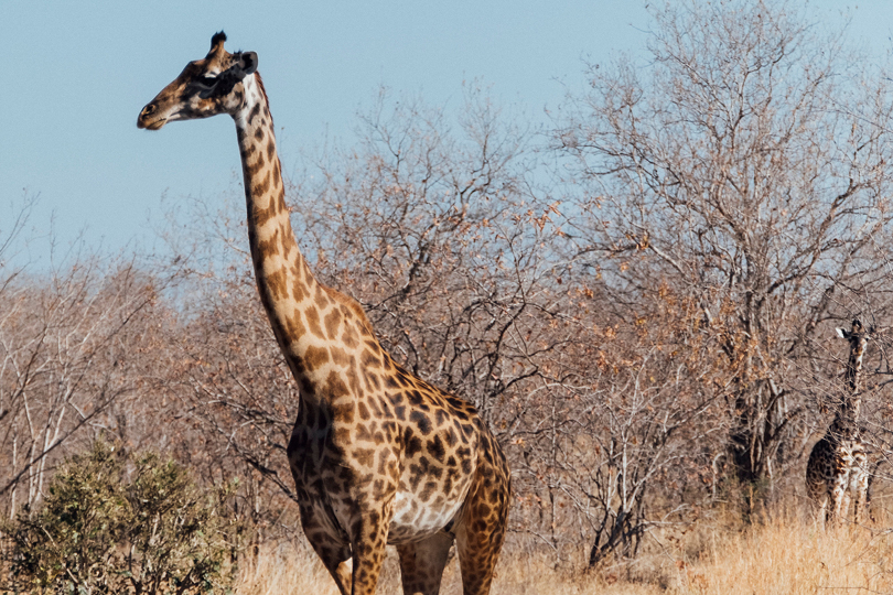 Asilia-Africa-Jabali-Ridge-A-giraffe-spotted-on-its-morning-walkabout