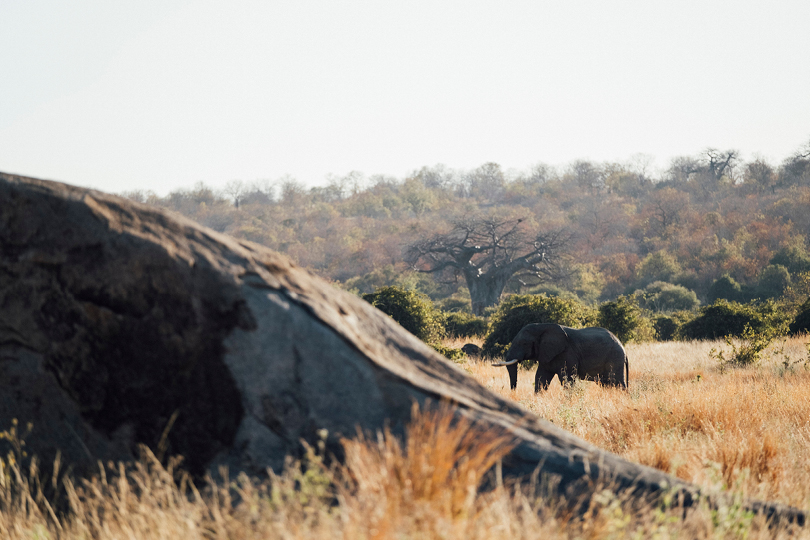 Asilia-Africa-Jabali-Ridge-Elephant-spotted-on-safari-game-drive