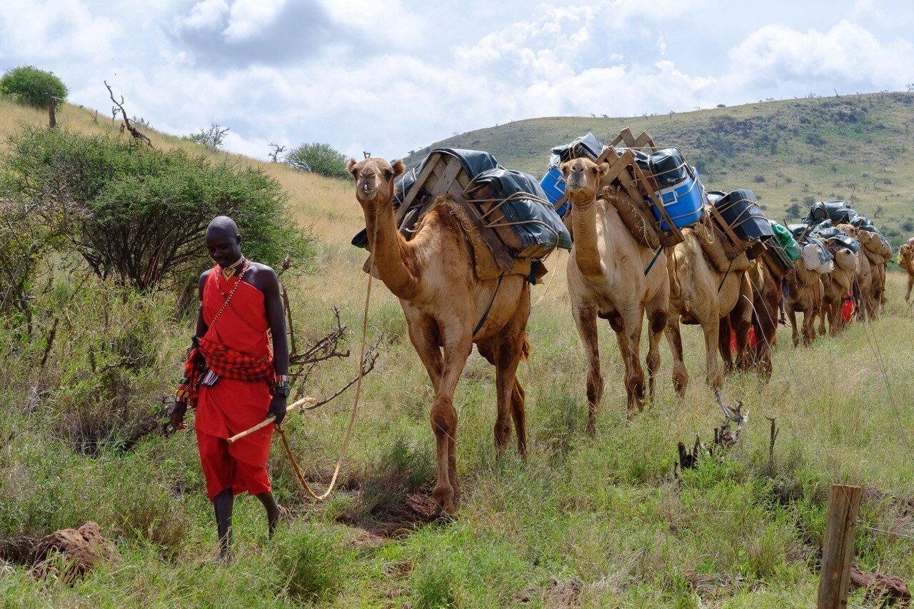 Camel train Large