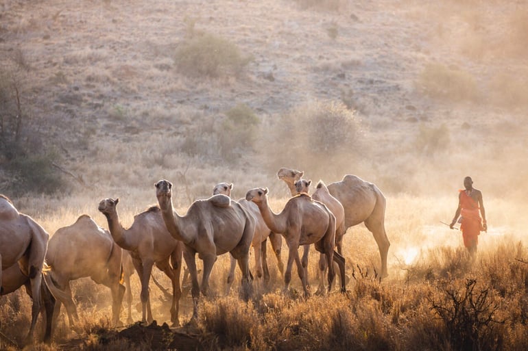 alking Wild: Unique Camel-Assisted Safari Adventure