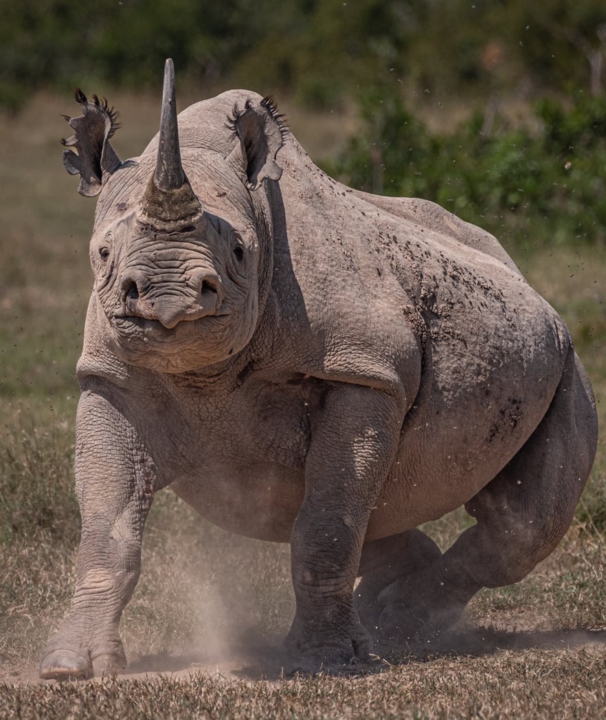 Charging Black Rhino_1 Large