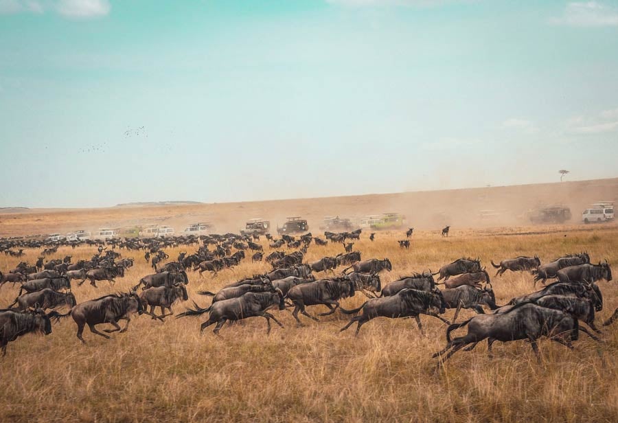maasai-mara
