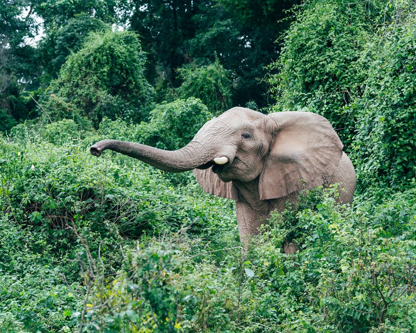 Elephant-Rubondo-Island