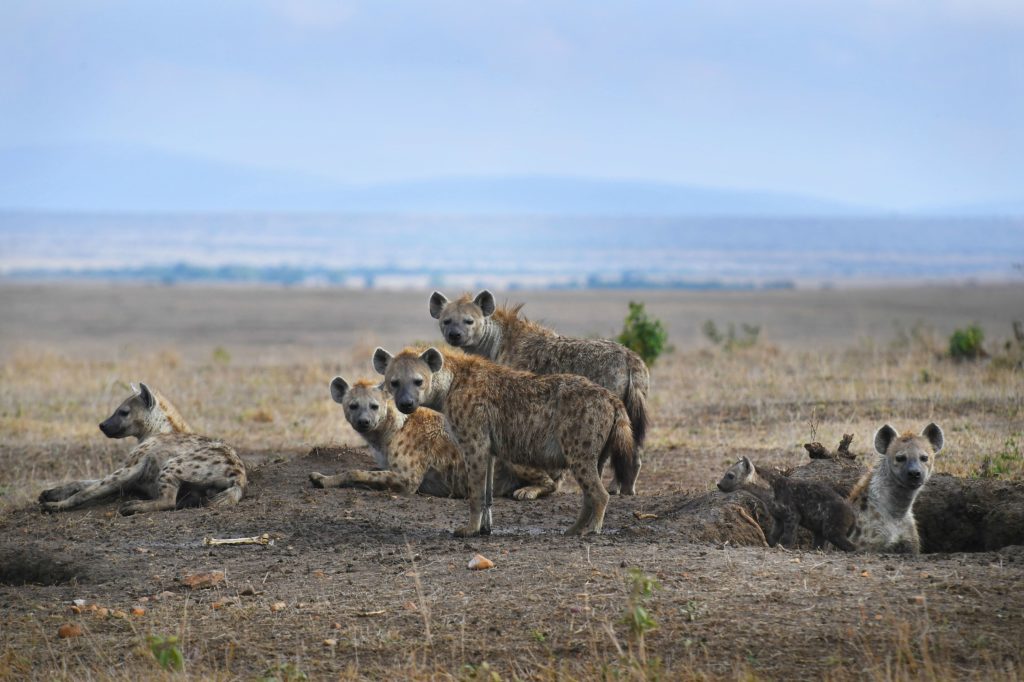 Troubled Mara: Can conservancies lead the way?
