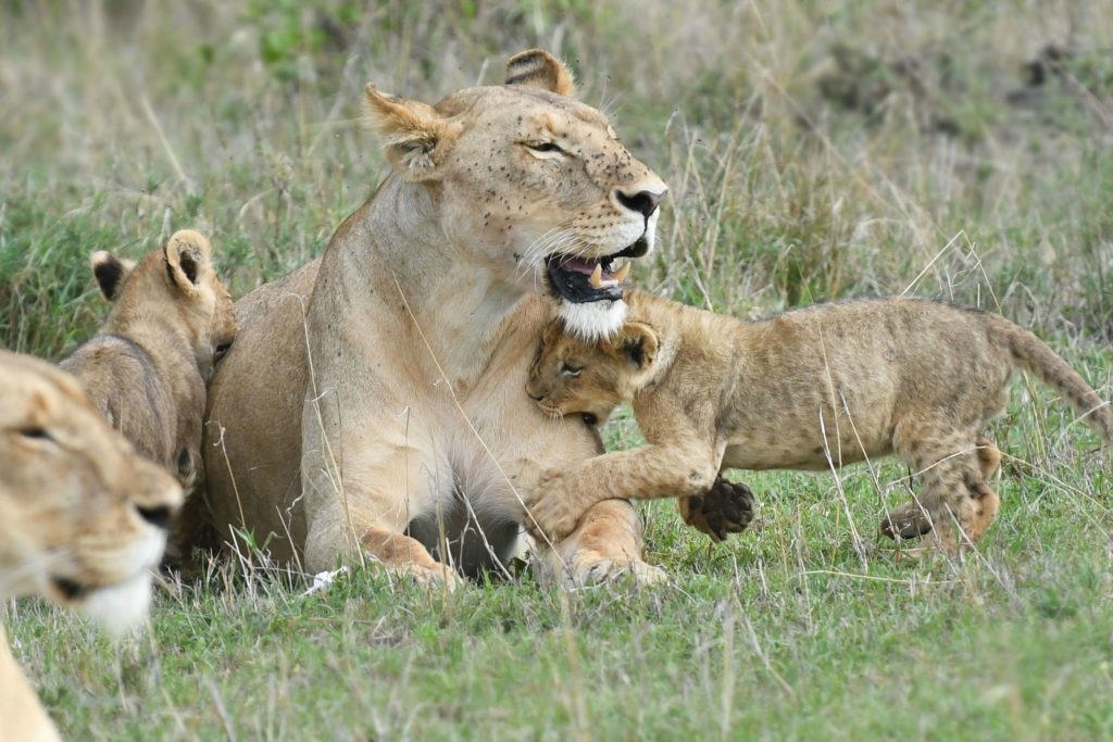 Troubled Mara: Can conservancies lead the way?