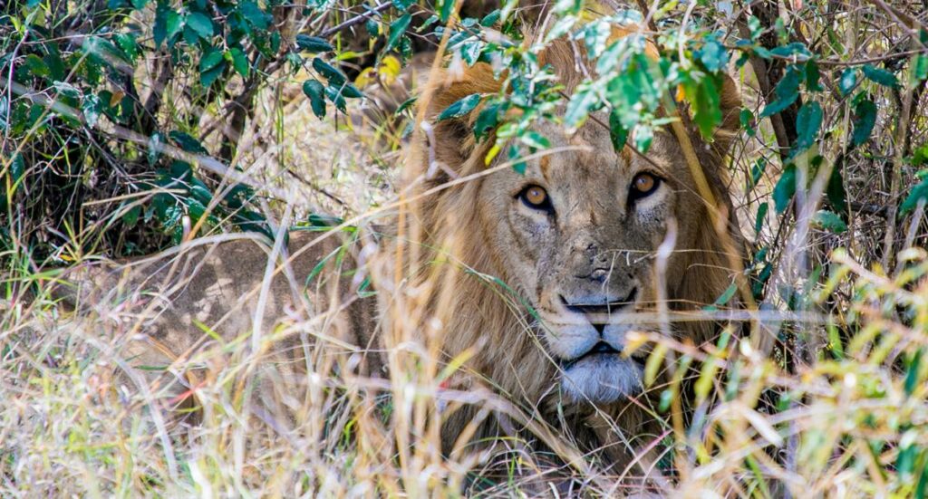 by collecting lion scat samples