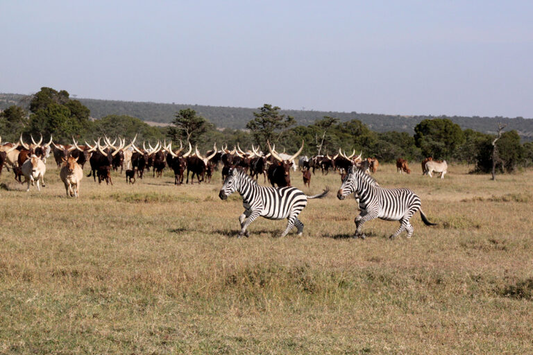 With Love, From Laikipia | 10 Minutes With Joe Wahome