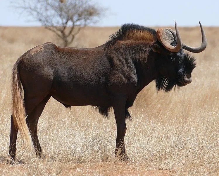 5 Interesting Facts About The Great Migration