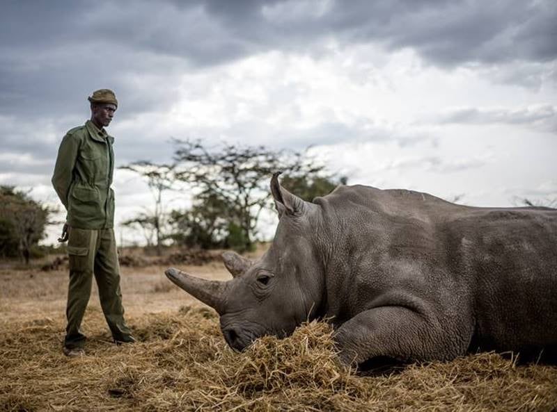 World Rhino Day 2022: 5 Interesting Rhino Facts