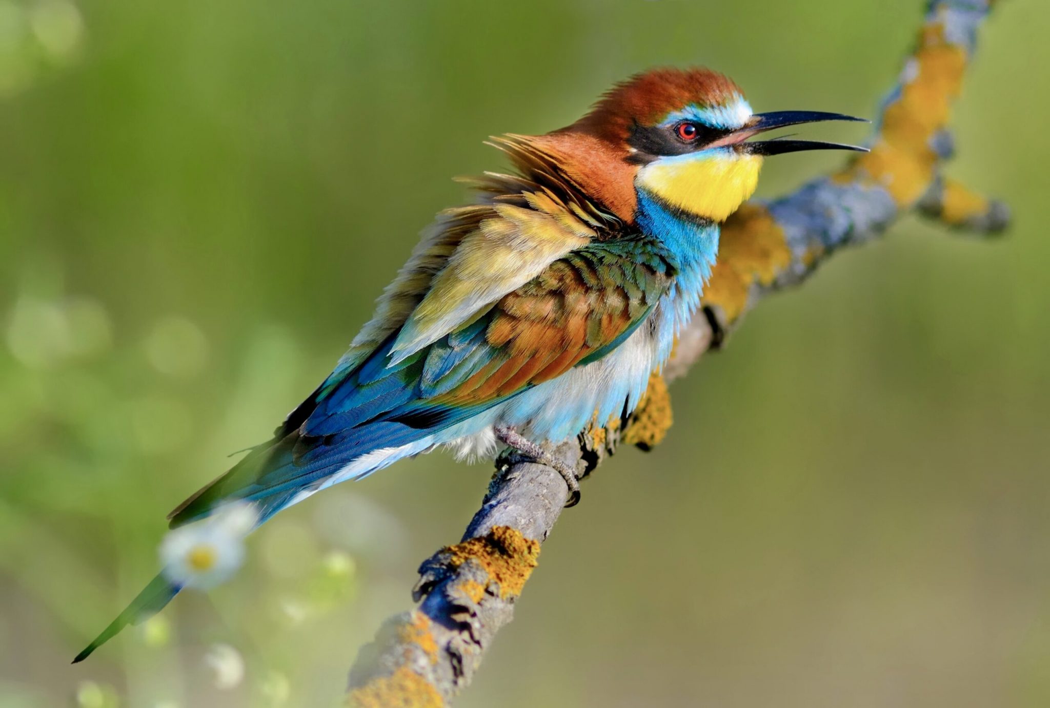 Fantastic Birds & Where to Find Them: World Migratory Bird Day 2022