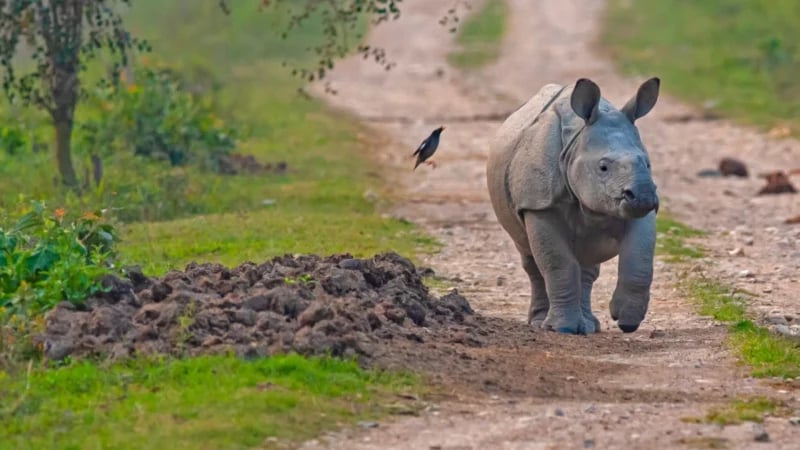 World Rhino Day 2022: 5 Interesting Rhino Facts