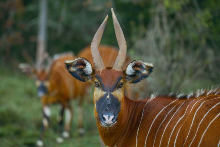Bongo antelope - photo Mt Kenya Wildlife Conservancy