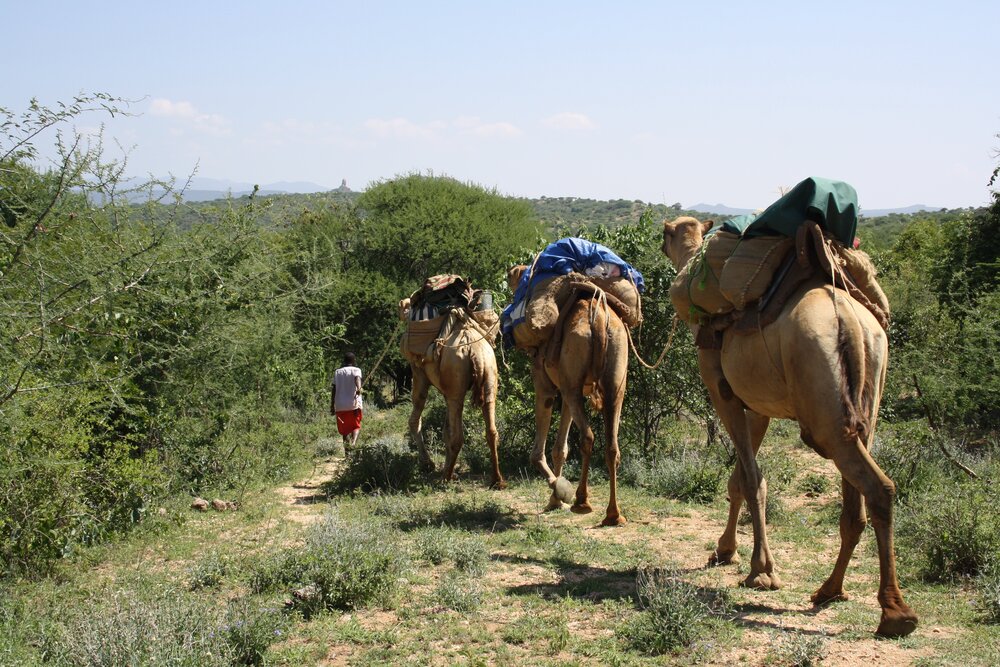 Camel-safari-1