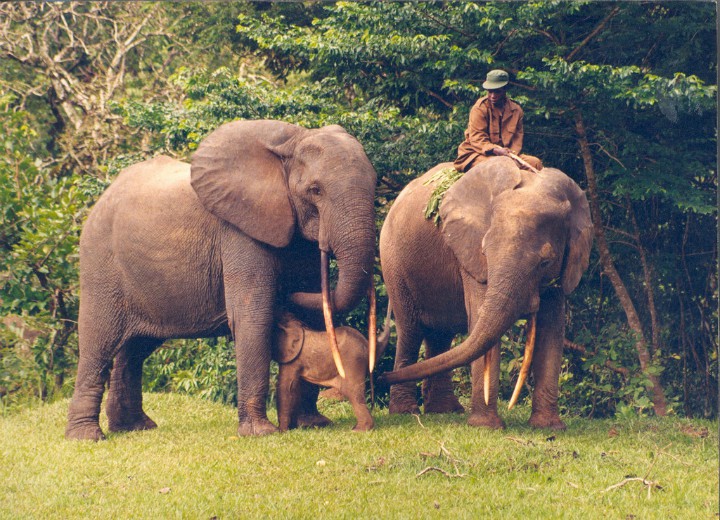 elephants