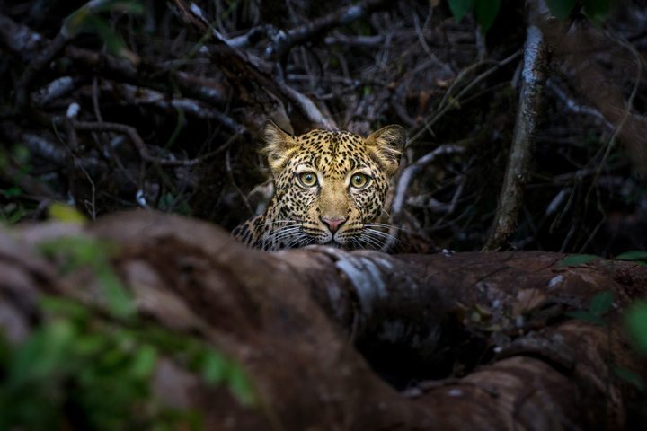 Leopard in Marsabit (Kenyan Camper)
