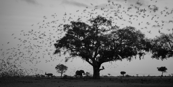 Tsavo East and West