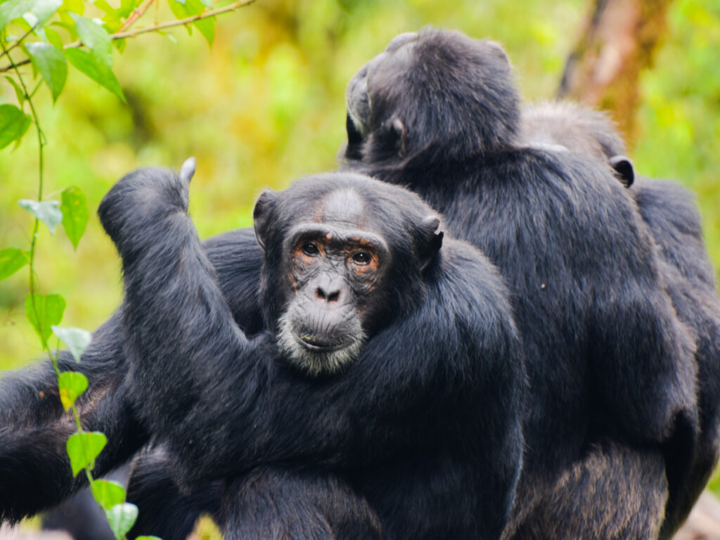 Tracking the Chimps: A Ugandan Adventure