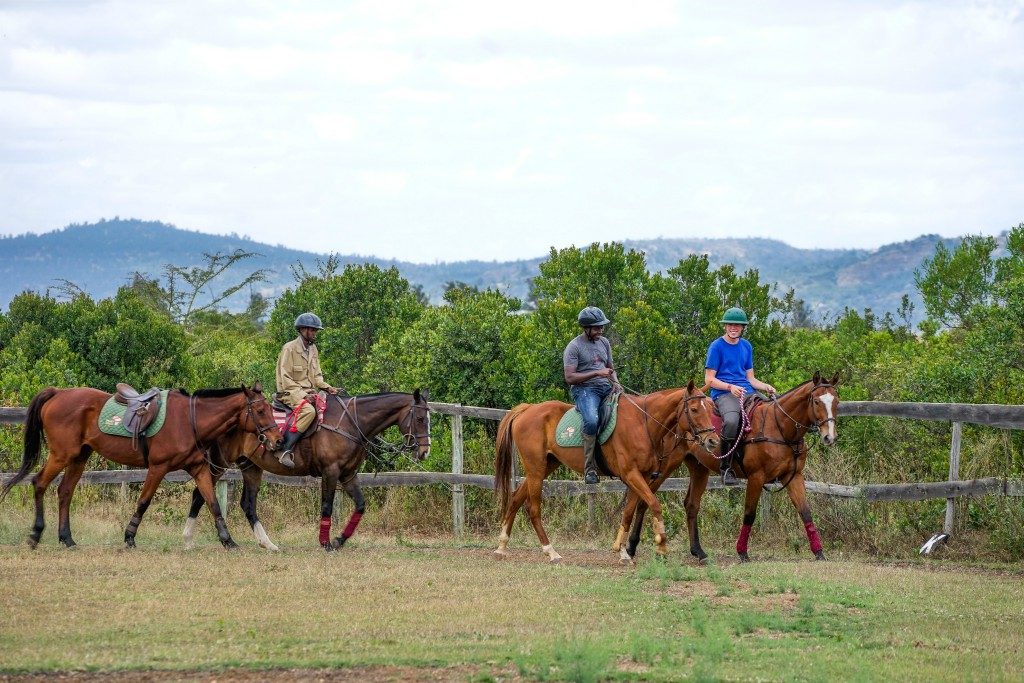 horses and riding