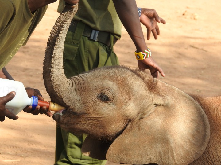 Rescuing Orphaned Elephants in Samburu