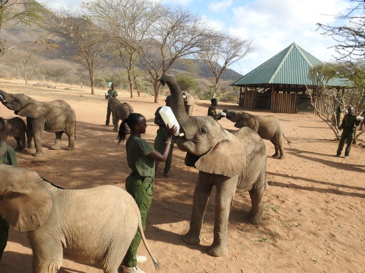 Rescuing Orphaned Elephants in Samburu