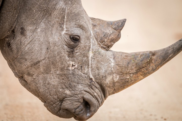 Rhino-conservation