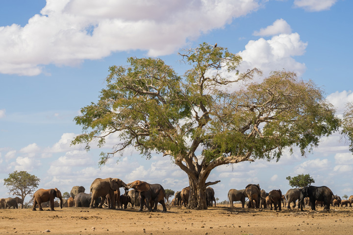 Tsavo watering hole