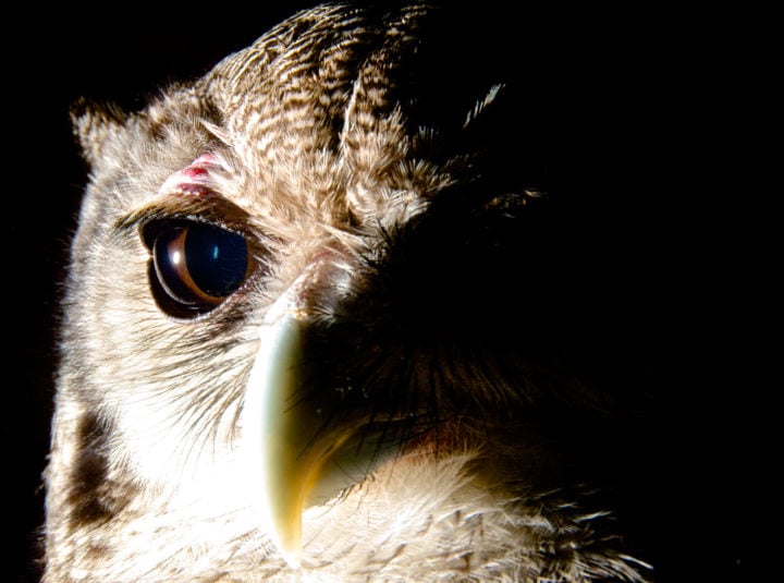Tai-Verreauxs-Eagle-Owl
