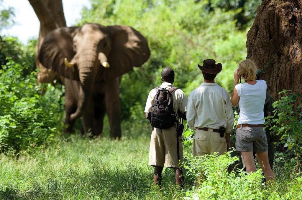 4 Reasons You Should Try a Walking Safari