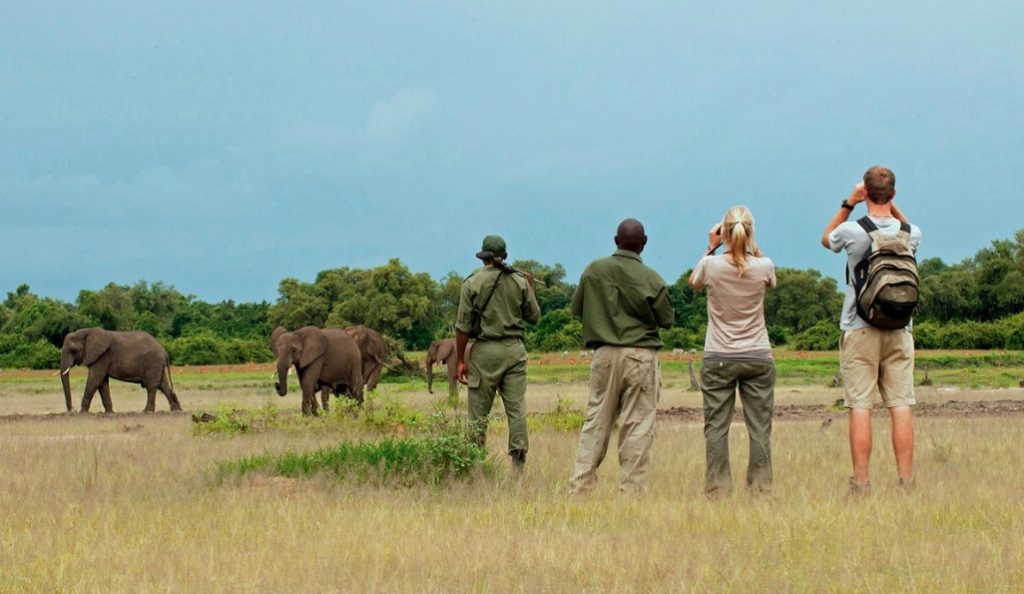 The Birth of the Walking Safari