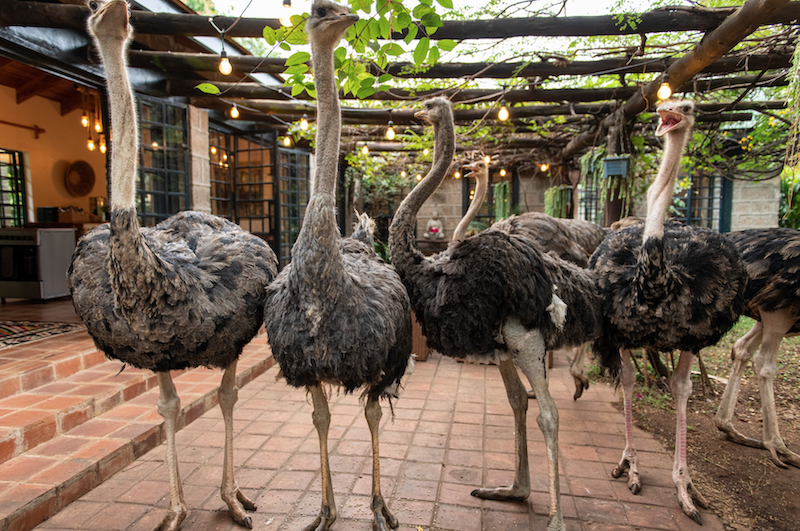 Ostrich House