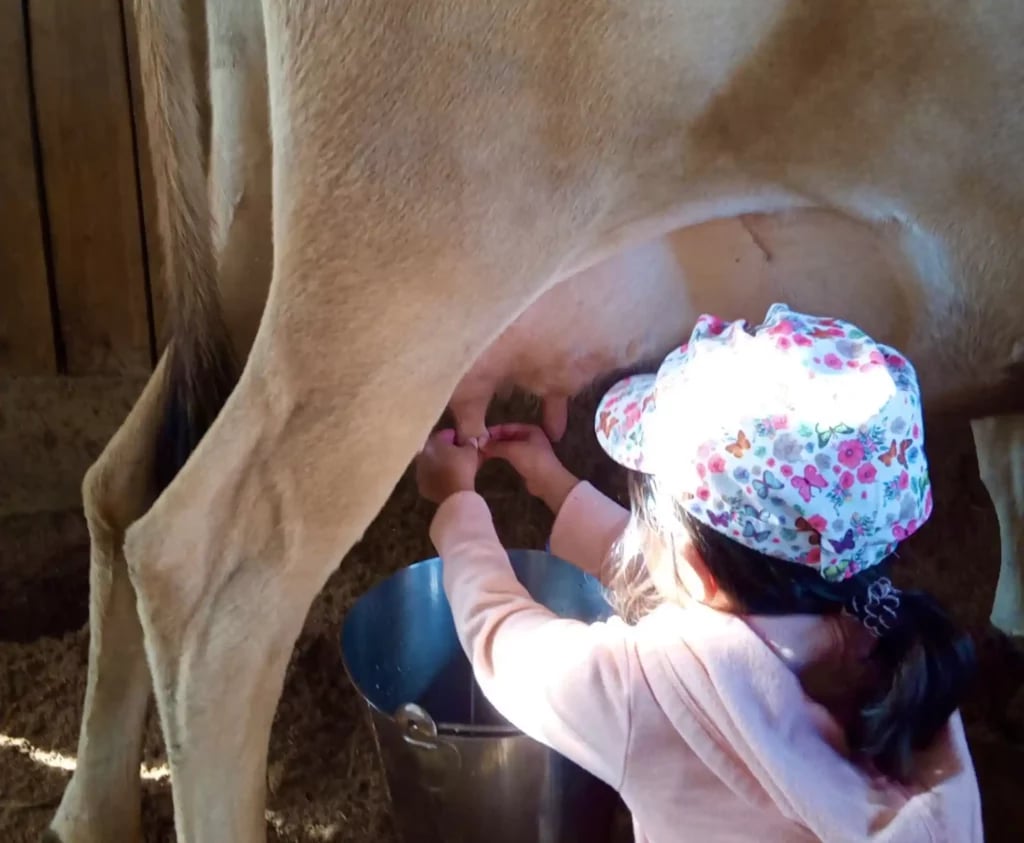 animals by milking the cows
