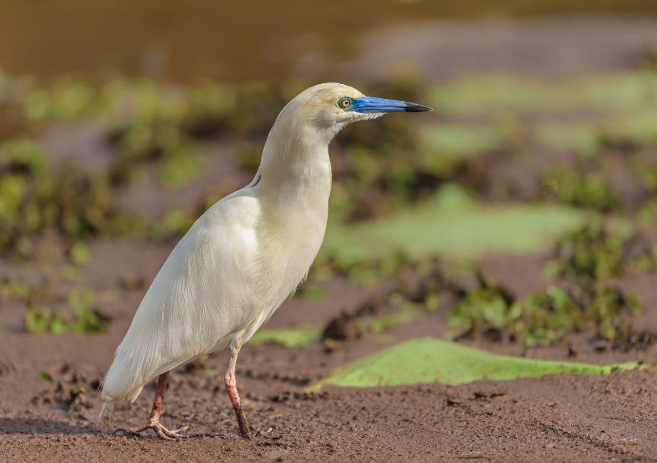 Fantastic Birds & Where to Find Them: World Migratory Bird Day 2022