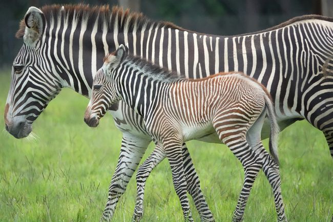 The Zebras Being Protected by a History of Culture