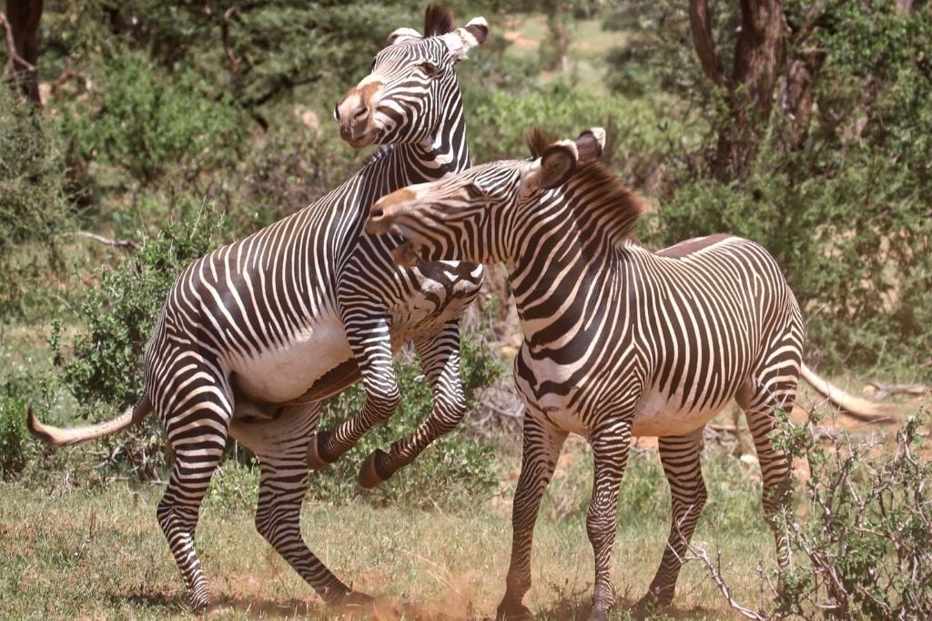 The Zebras Being Protected by a History of Culture