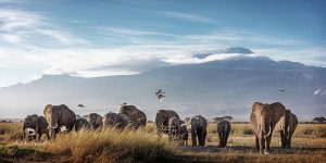 Elephants and Kilimanjaro - photo by Susan Schmitz