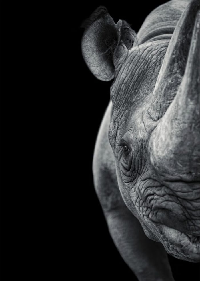 Conservation – “We Can Turn Poaching Around”