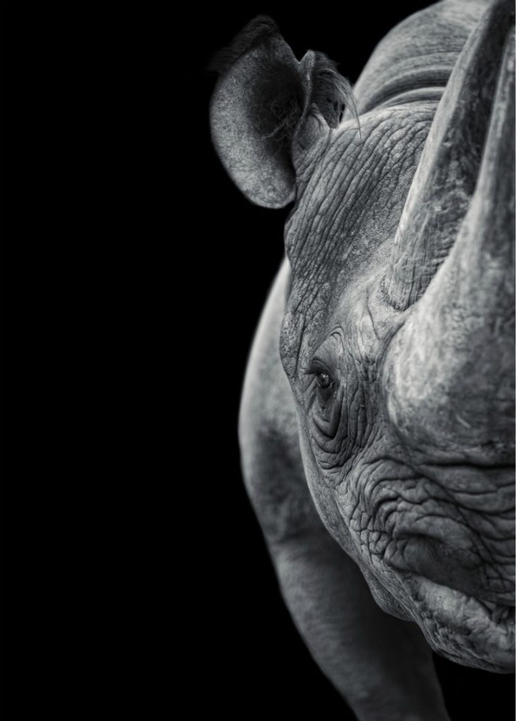 Africa’s Black Rhino