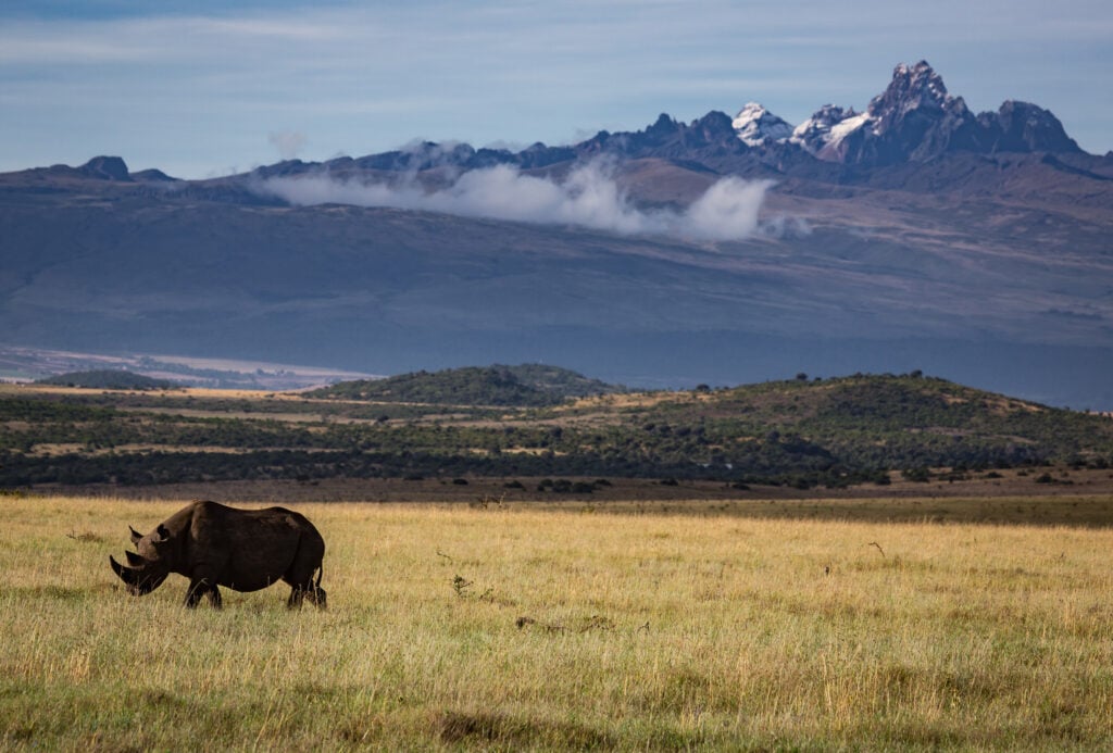 Borana Conservancy | Laikipia