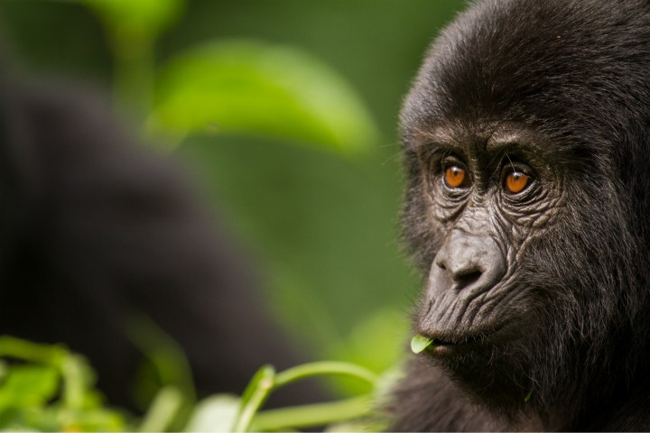 Where can I see the Mountain Gorillas?