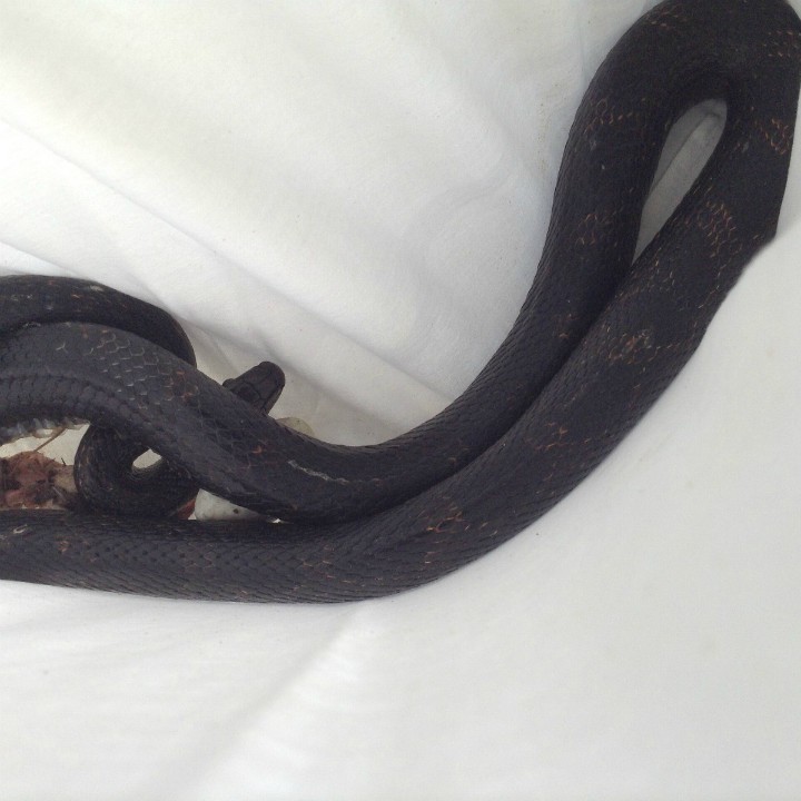 snake-in-a-pillow-case