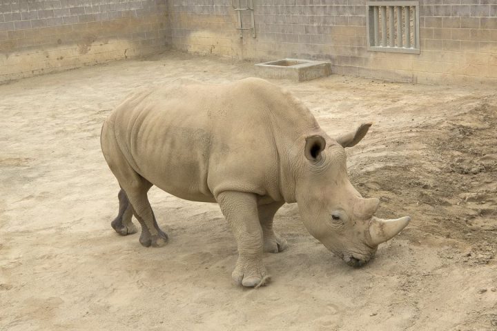 A Successful Pregnancy Signals Hope For The Northern White Rhino