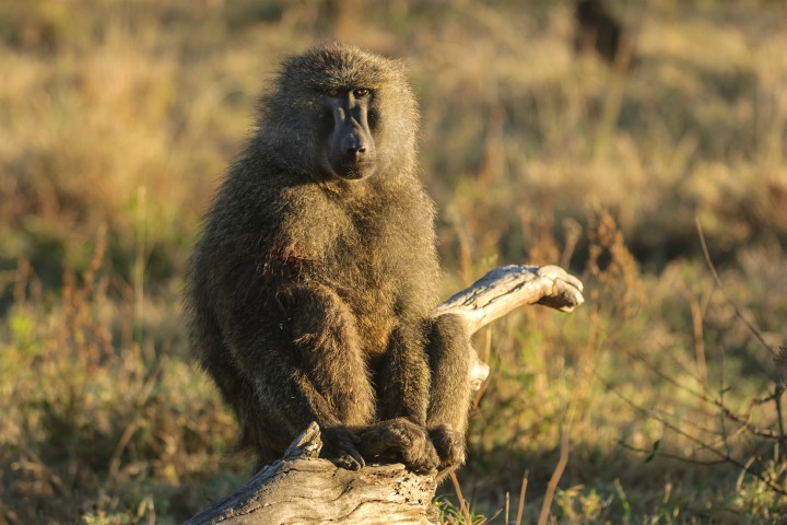WALK WITH BABOONS