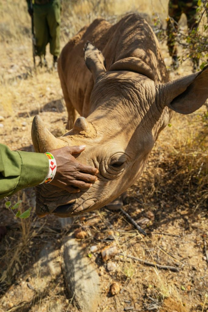 Tracking black rhinos