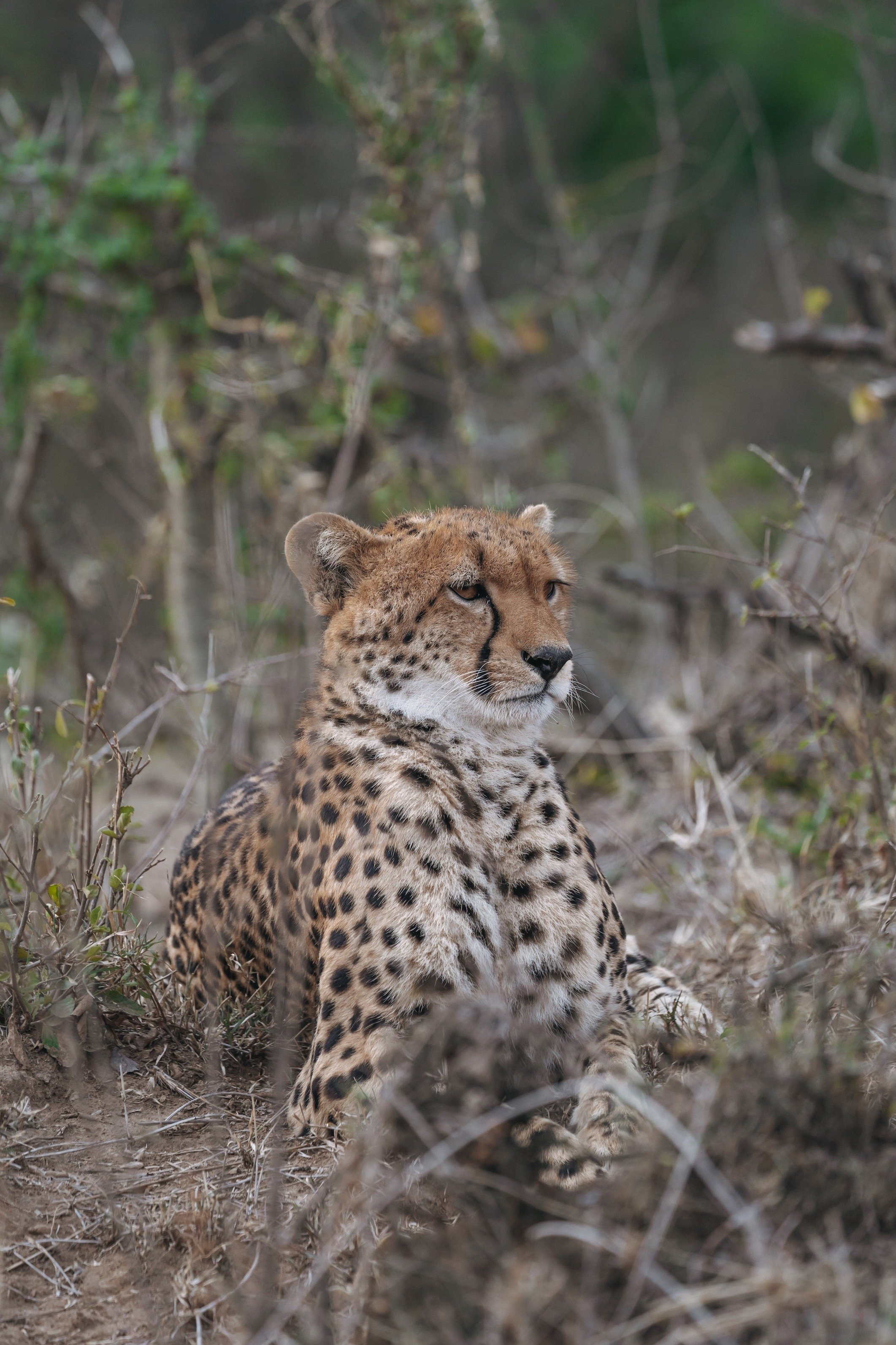 Instinct_of_the_Mara_1222_Game_Drive_Massai_Mara_Cheetah_2