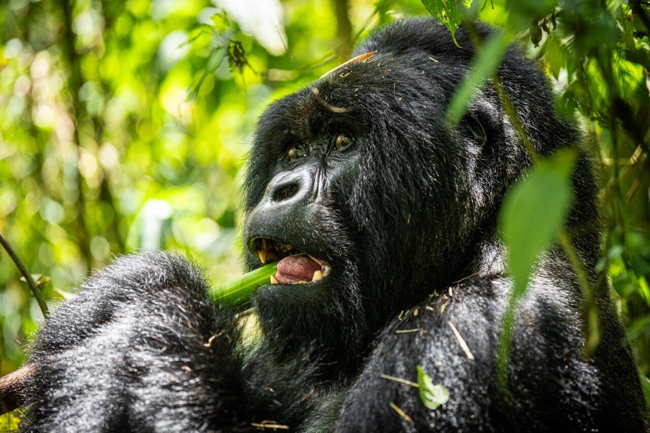 Gorillas in Rwanda