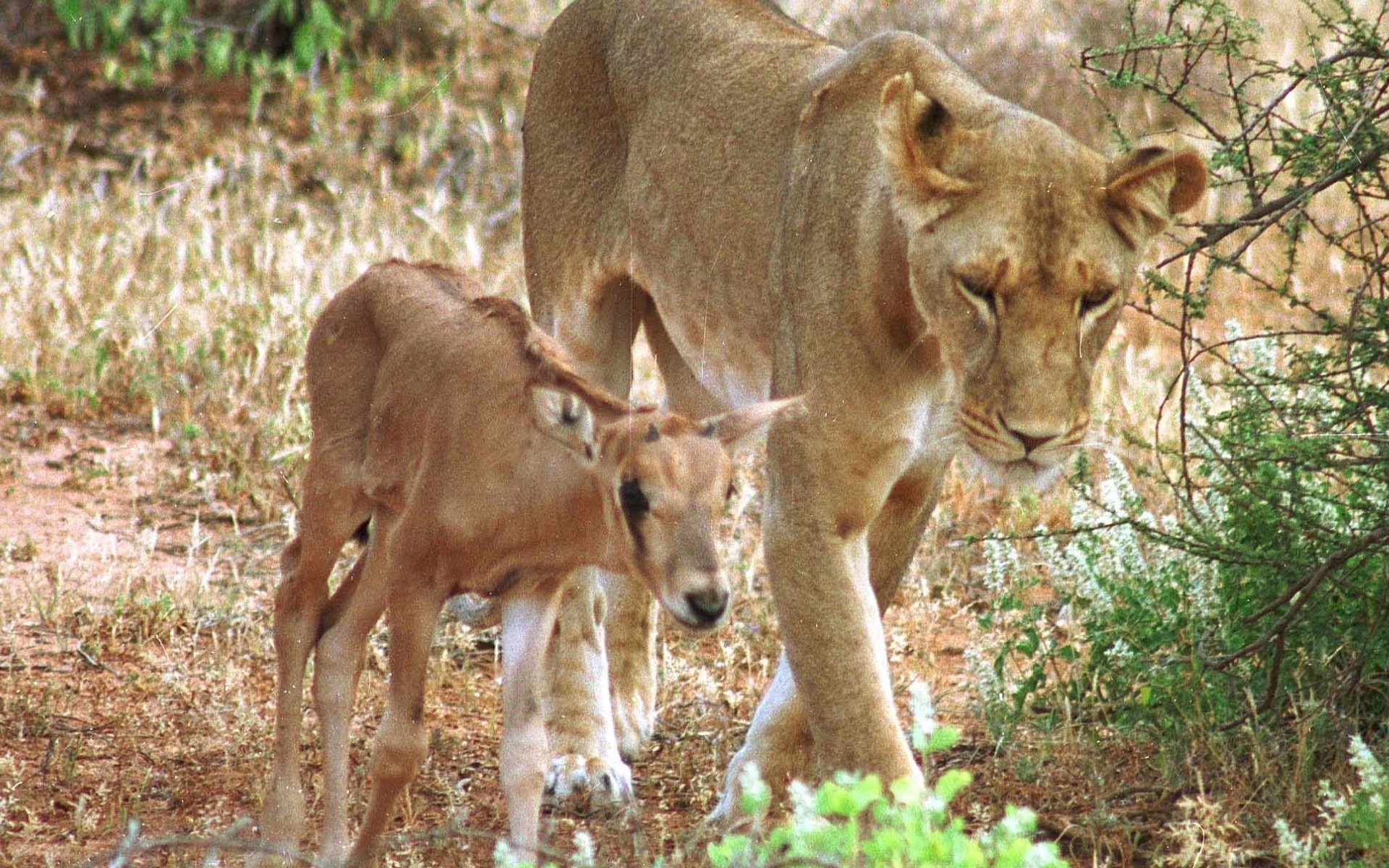 Kamunyak and one of her adopted baby oryx